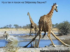 Слоны и жирафы на Балтике