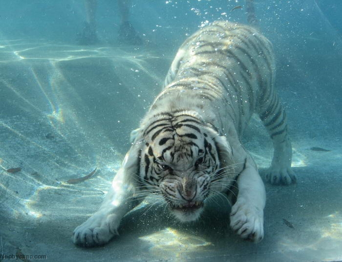 Белый тигр под водой