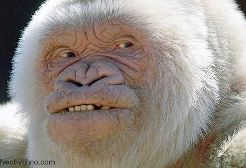 альбиносная горилла