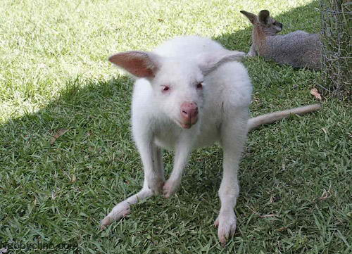 кенгуру альбинос