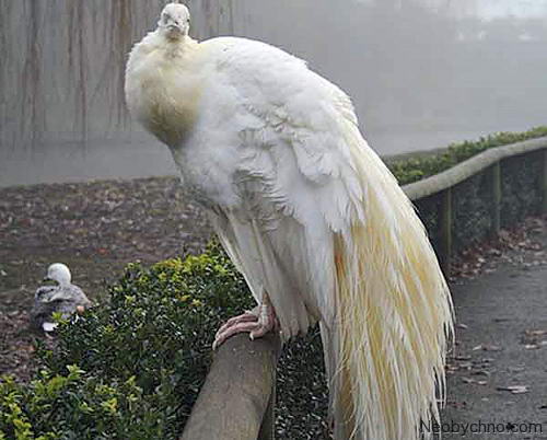 павлин альбинос