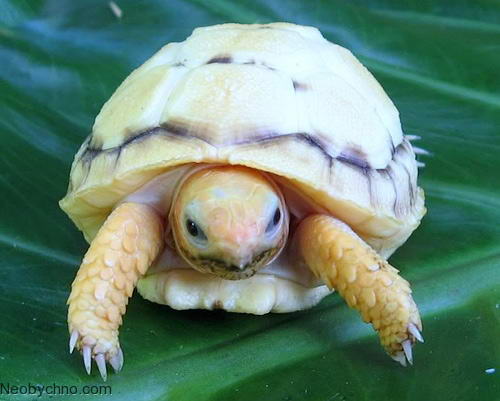 черепаха льбинос
