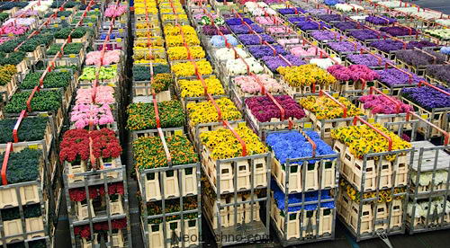 Цветочный рынок в городе Алсмер