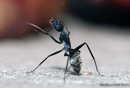 Малайский муравей