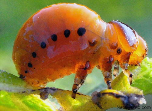 личинка колорадского жука