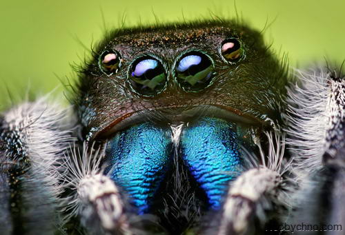 паук Phidippus audax