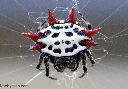 Крабовый шипастый паук