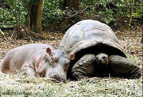 бегемот и черепаха