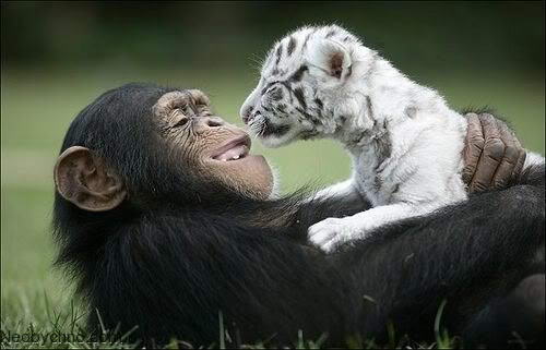 Шимпанзе и белые тигрята