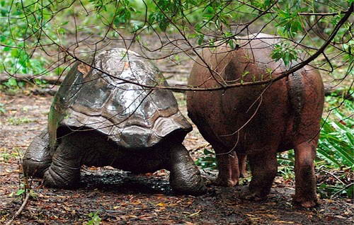 бегемот и черепаха