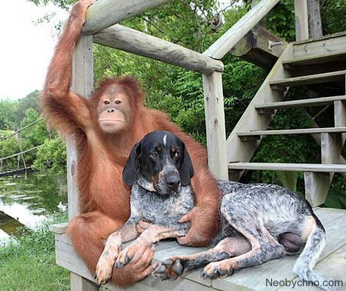 собака и обезьяна