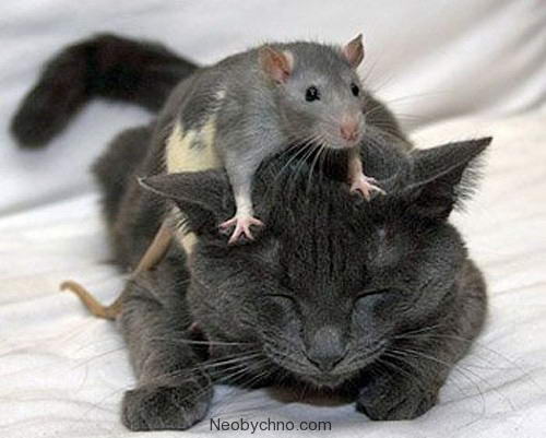 кошка и крыса