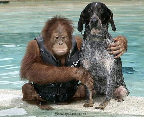 собака и обезьяна
