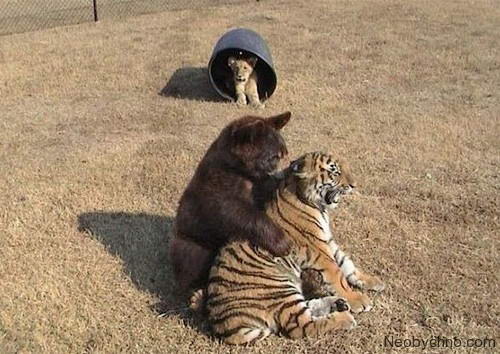 лев, тигр и медведь