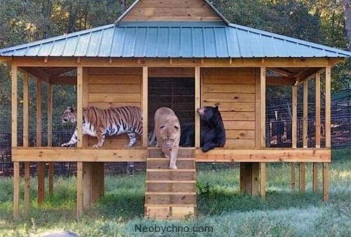 лев, тигр и медведь