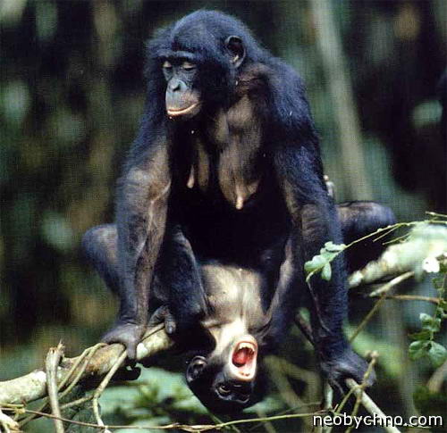 бонобо