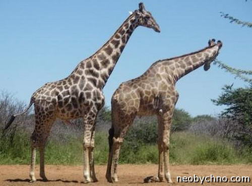 геи жирафы