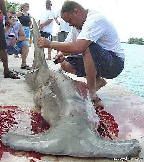 Убийство акулы ради плавников