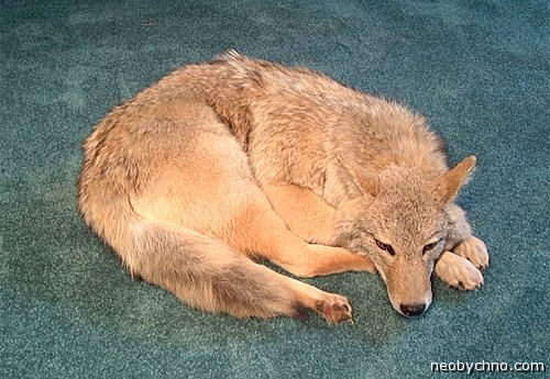 Подушка из чучела лисы