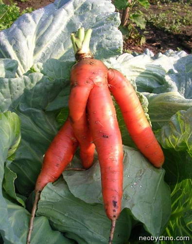 генно модифицированная морковка