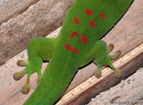 Мадагаскарский геккон