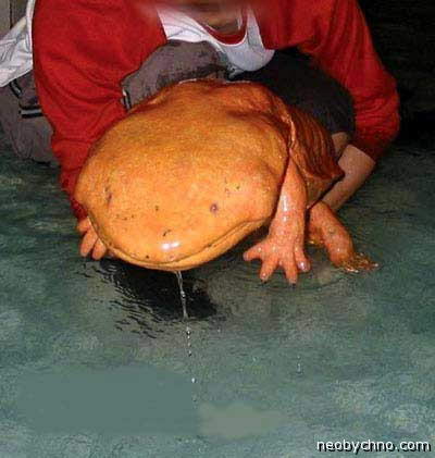самая большая лягушка в мире