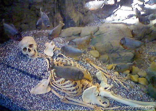 Пираньи объели скелет