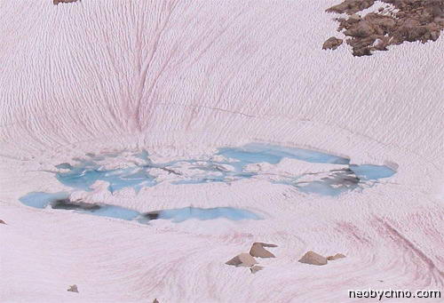 Розовый снег Антарктики