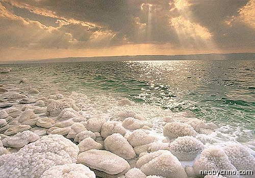 В Мертвом море есть жизнь!