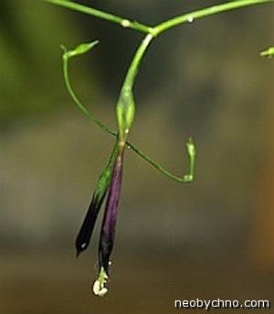 Лизиантус чернеющий необычный цветок