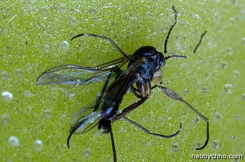 Жирянка дома кормить мухами