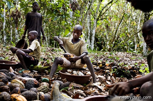 детский труд на плантациях какао