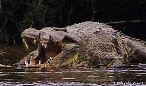 Крокодил-людоед