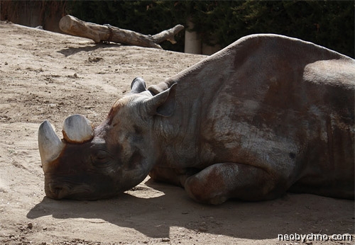 Мшинди старый носорог
