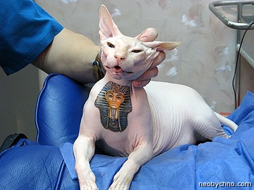 Татуированный кот