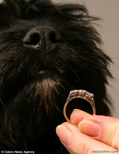 найденное кольцо и собака
