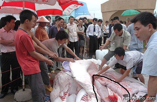 В Китае поймали сома-людоеда