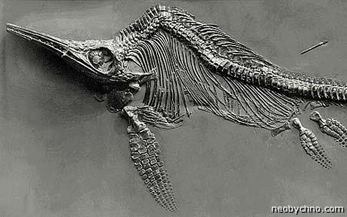 Скелет ихтиозавра, найденный Мэри Эннинг
