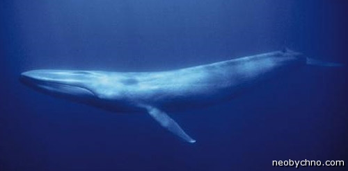 синий кит с большими глазами