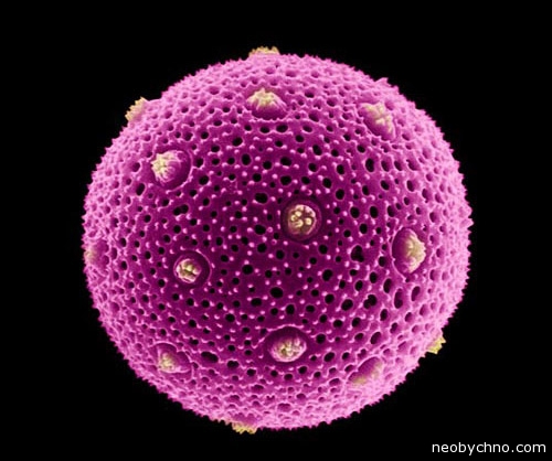 Пыльца под микроскопом фото