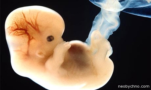 эмбрион человека под микроскопом 6 недель