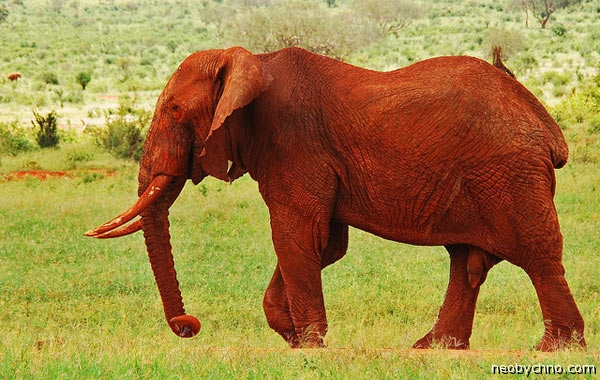 Красные слоны и белые негры черной Африки — Не любо - не читай (dead  allofus) — NewsLand