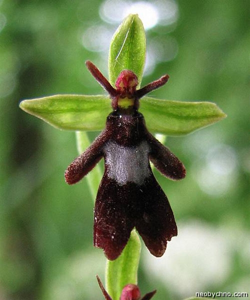 Орхидея-муха