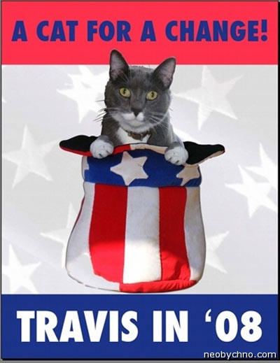 Выборы мэра в США кандидат кот 