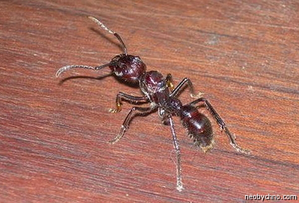 Страшный муравей из Америки