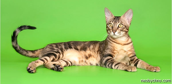 Кошка породы Сококе
