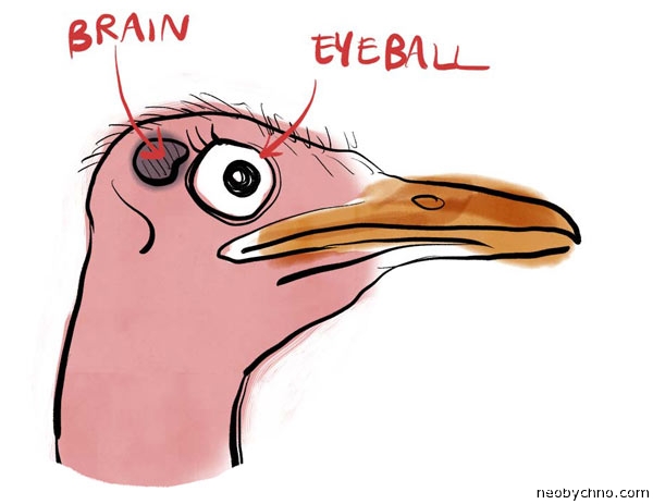 Мозги страуса для императора
