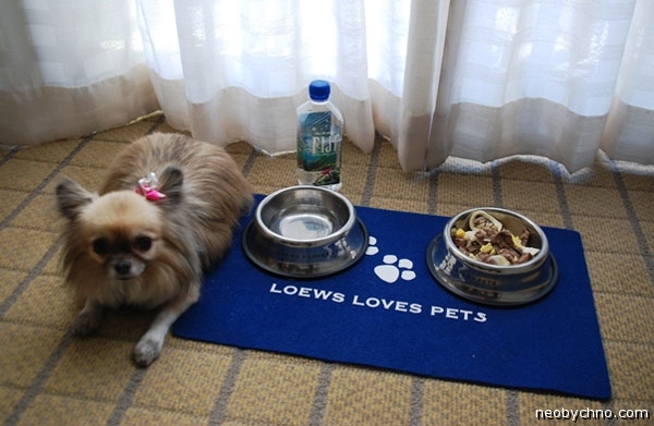 loews-loves-pets