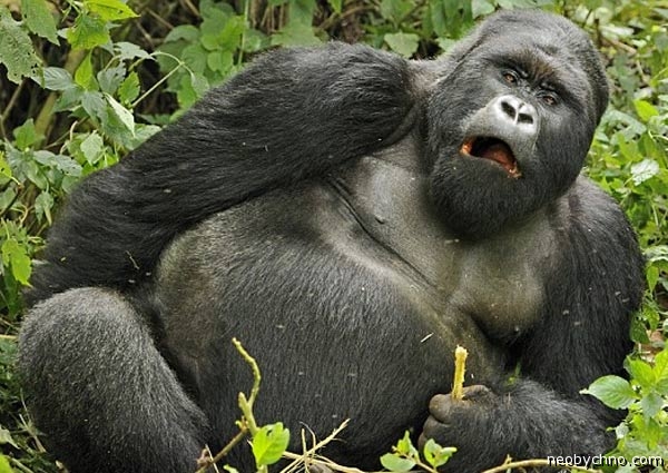 Пьяная горилла