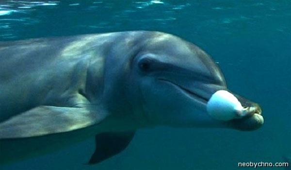 Дельфиний кайфец